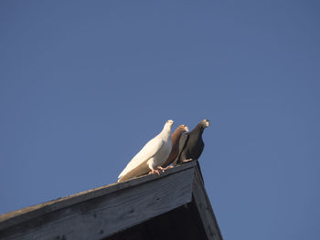 Low angle view of seagull perching on roof against clear sky