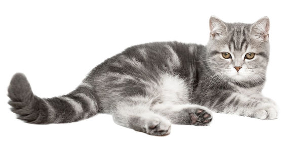 Close-up portrait of a cat resting on white background