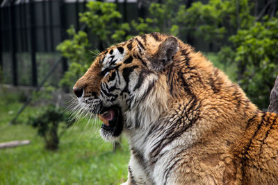 Close-up of a tiger in zoo