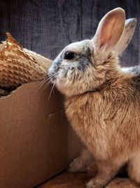 Close-up of a rabbit