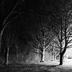 Bare trees on landscape at night