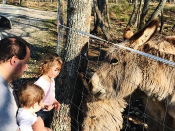 Family looking at donkeys by fence on sunny day