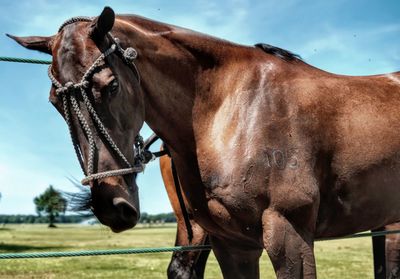 Horse in ranch