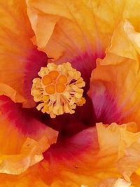 Full frame shot of orange flower