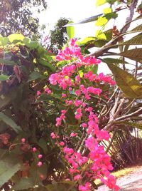 Low angle view of pink flowers on tree