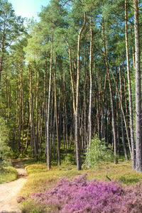 Scenic view of forest