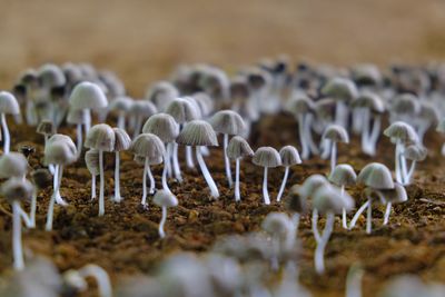 Close-up of white mushrooms on field