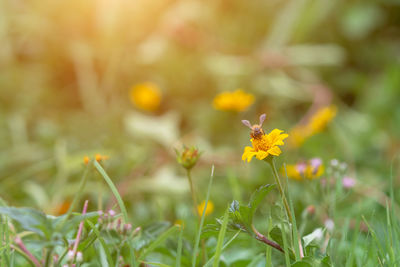 Close-up of yellow flowering plant on field