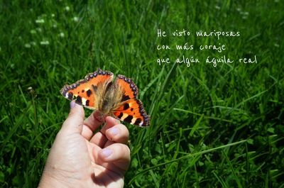 Cropped image of hand holding butterfly