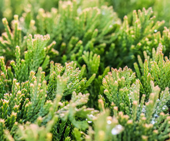 plant