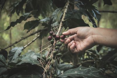 Close-up of hand touching fruit growing on plant