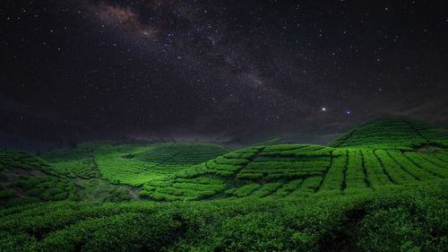 Tea plantation