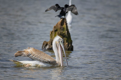 Birds swimming in lake