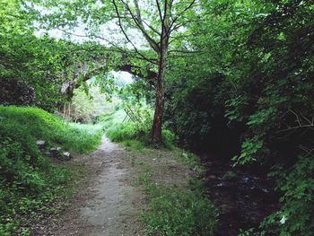 Road amidst trees in forest