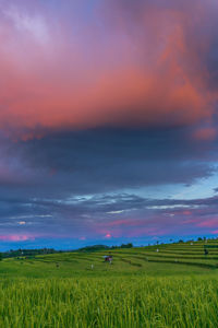 Panoramic background of indonesia's beautiful natural scenery. sunrise over the rice fields