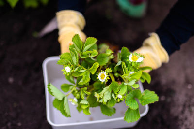 Cropped hand of woman holding potted plant