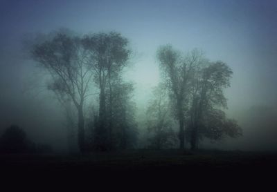 Trees in forest during foggy weather