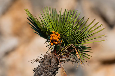 Close-up of pine tree