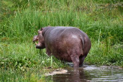 Side view of horse drinking water