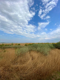 Scenic view of field against sky