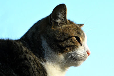 Close-up of a cat looking away against blue background