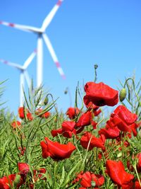 Close-up of red flowers blooming in field