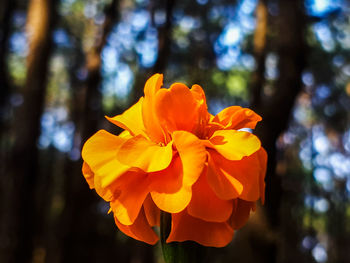 Close-up of orange flower