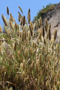 Close-up of crops on field against clear sky