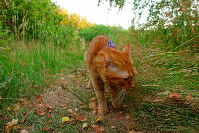 Cat standing in a field