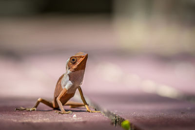 Close-up of lizard on leaf