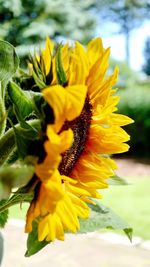 Close-up of sunflower blooming outdoors