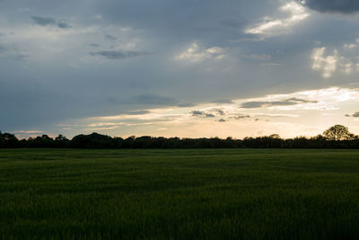 Scenic view of agricultural field against sky during sunset