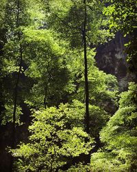 View of trees in forest