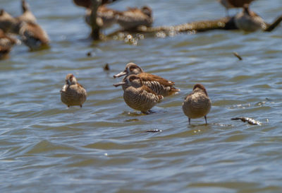 Ducks in lake