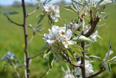 Close-up of white flowers on tree