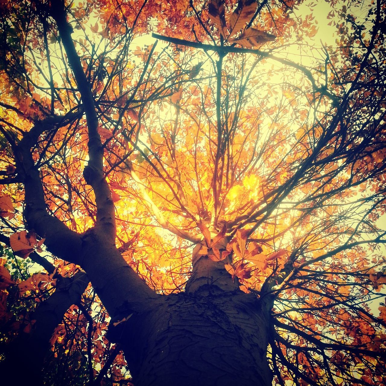 tree, autumn, change, branch, orange color, season, low angle view, nature, beauty in nature, tranquility, growth, leaf, scenics, outdoors, sky, yellow, tranquil scene, silhouette, sunset, forest