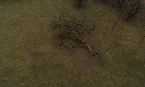 Aerial view of tree on landscape