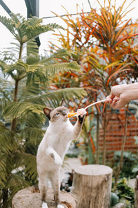 Close-up of hand holding cat against plants