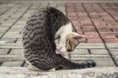 High angle view of a cat on footpath