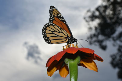 Close-up of butterfly pollinating on flower