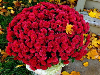 Pink flowers growing outdoors