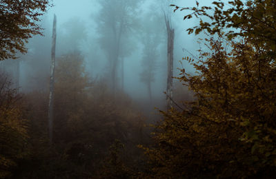 Trees in forest during autumn