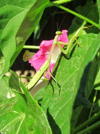 Close-up of insect on pink flower