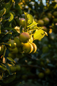 Close-up of fruits growing on tree