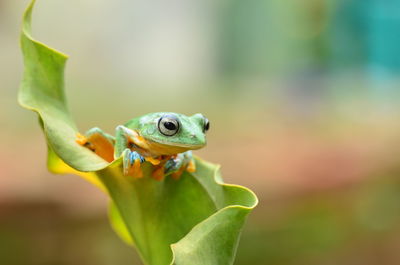 Close-up of frog on leaf