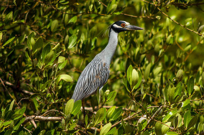 Yellow-crowned night heron perching on tree during sunny day