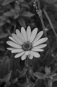 Close-up of white flower growing in field