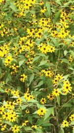 Full frame shot of sunflower