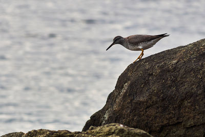 Bird perching on rock