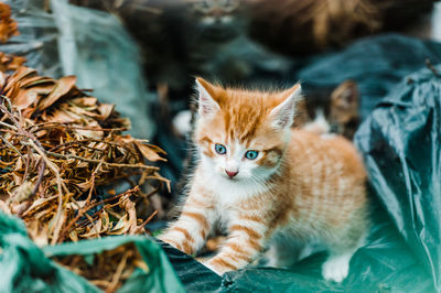 Close-up portrait of kitten